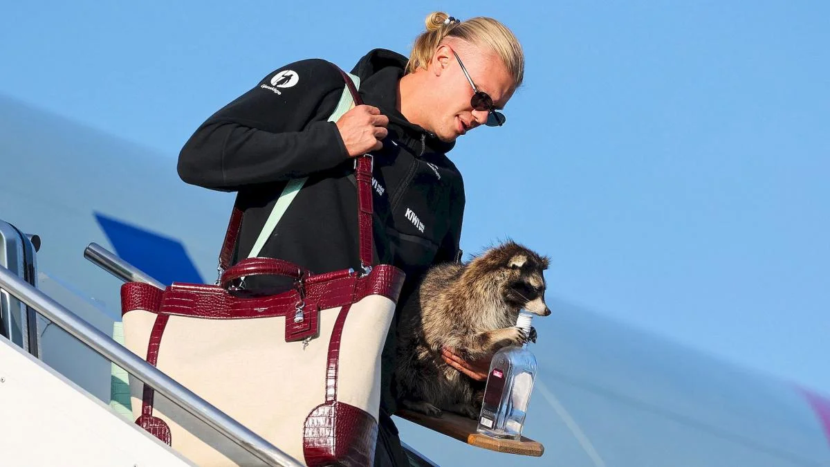 Erling Haaland rentre de la Coupe du Monde 2026 avec un raton laveur !