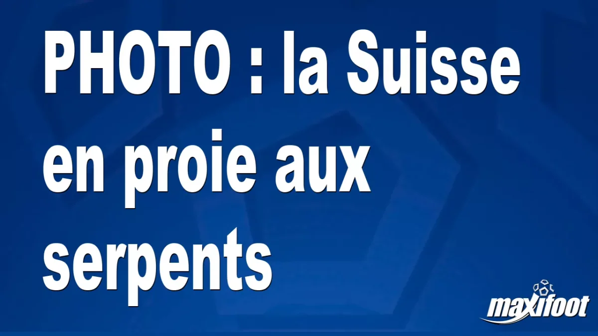 BUZZ : la Suisse en proie aux serpents